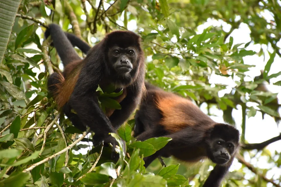 Birdwatching Tour (Sloth’s Territory)