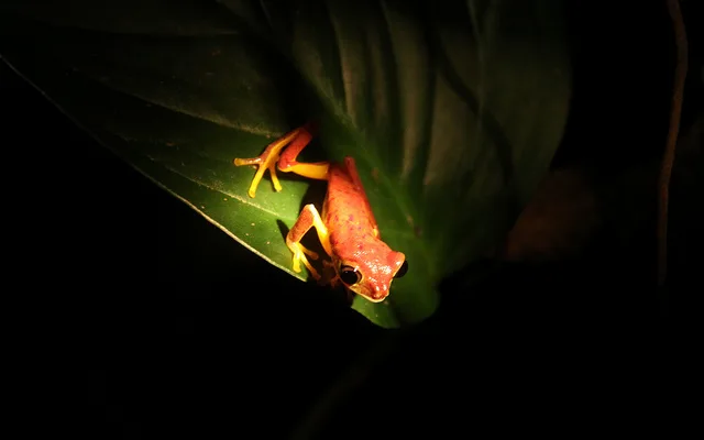 Night Walk Tour