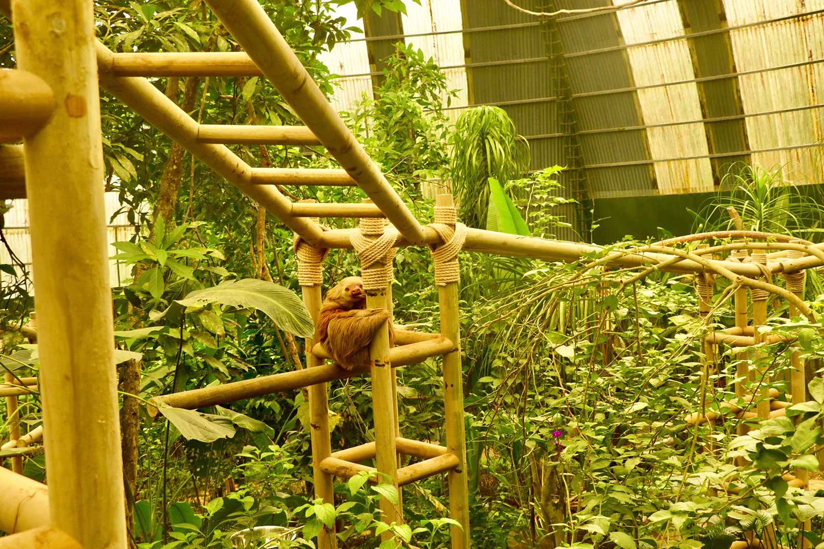 Sloth Habitat